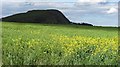 Oilseed rape, Standing Stone in EH41 4LF