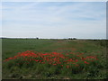 Poppy Field near New Romney in TN28 8SF