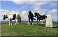 Horses by the trig point on Minto Hill in TD9 8SG