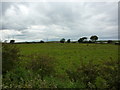 Pasture south of Aldcliffe Marsh in LA2 0AE