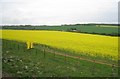 Oilseed rape by the Mid Hants Railway in GU34 5QD