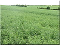 Pea field at Clapham in MK41 6BB