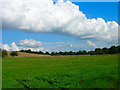 Fields near Great Dene Farm in Abingworth