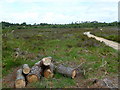 Canford Heath, heathland in BH17 9HT