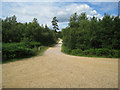 Forest Track - Alice Holt in GU10 4LG