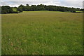 Field near Muzzy Hill in B96 6LJ