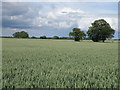 Winter Wheat by Haconby Drove in Haconby