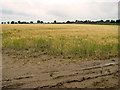 Ripening barley south of Filby in NR29 3EB
