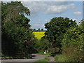 Oilseed rape in flower at Renhold in Renhold