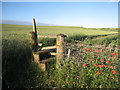 Poppies, stile and wheatfield in LN7 6RT