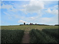 Path through crop to Duddo stones in Duddo