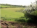 Cattle Pasture near Mannacott in EX31 4QP