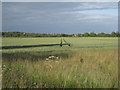 Tractor tracks in the wheat in DN38 6AY
