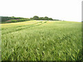 Wheatfield behind Bermondspit House in RG25 2HL
