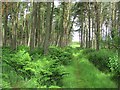 Track through South Piersknowe Plantation in TD10 6YJ