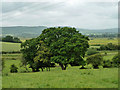 Hedgerow trees, Rackham in BN18 9NT