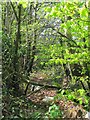 Woodland beside Viney Lane in EX14 9QN