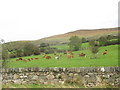 Cattle at Blaen Cae Uchaf Farm in LL55 3NF