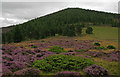 Heather in full bloom on Tom Breac in AB36 8TR