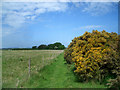 Footpath with  Gorse Bush in OX10 6EQ