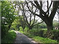 Oak lined road, Barley Hill in TA20 3HJ