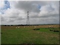 Sheep And A Pylon in LL77 7UT