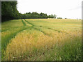Wheat field near Bermondspit House in RG25 2DY