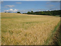 Wheat field on Berry Down in RG25 2DY