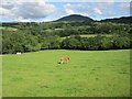 Pasture land near Trefecca, with occupant and Mynydd Troed in LD3 0PU