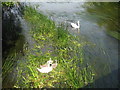 Parent swans and three cygnets in Oakley