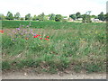 Roadside flowers, Long Lane, West Winch in West Winch