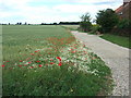 Bridleway off Rectory Lane, North Runcton in PE33 0RA