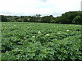 Potato field near Budgenor Lodge  in GU29 0AB