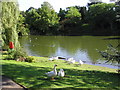 Lake at Queen's Park, Crewe in CW2 8SJ