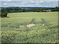 Wheat field near Amage Farm in TN25 5TG