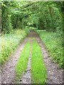 Oxdrove Way Near Scrivens Copse in SO24 9RF
