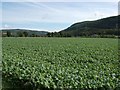Crops in Strathglass in IV4 7JS
