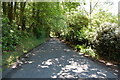 Brightling Road runs through the woods in TN32 5EY