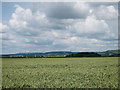 Wheat field at Brook in TN25 5PJ
