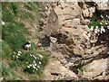 Puffin on the cliffs near Toremore in KW6 6EH