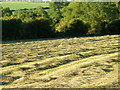 Mown grass, Homington in SP5 4NN