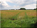 Ripening barley west of Wangford in NR34 8BE