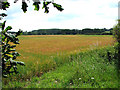 Fields of ripening barley west of Wangford in NR34 8BE