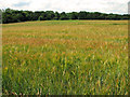Strip woodland and ripening barley, Uggeshall in NR34 8BE