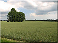 A row of trees surrounded by wheat, Uggeshall in NR34 8AA
