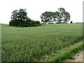 A field of wheat, Uggeshall in NR34 8AA