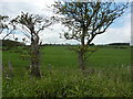 Wheat field and two gnarled thorn trees in NE66 3TQ