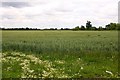 Arable field by Grove Park Drive in OX12 8SG