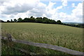 Crop Field near Bearhurst Farm in TN5 7DU