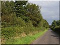 Tree-lined road near Low Moor Head Farm in Arthuret
